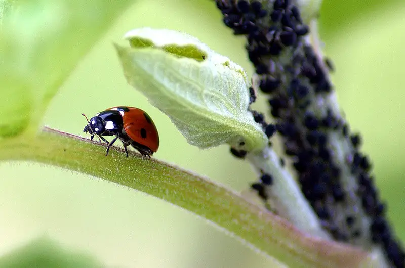 Jak přírodní kontrola škůdců pomáhá v biologické rozmanitosti? 6 Výhody
