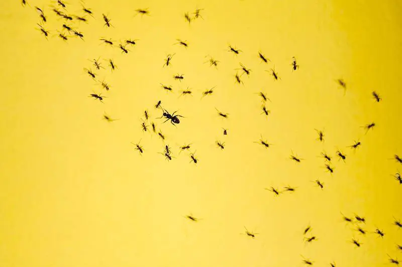 Jak se hubení škůdců zbavit mravenců: 4 jednoduché kroky