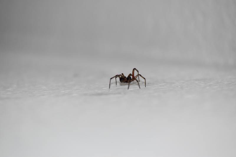 Jaká je nejlepší kontrola škůdců pro pavouky? 4 úžasné metody