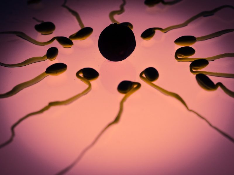 Kolik stojí darování spermií? Důležité informace o dárcovství spermií!