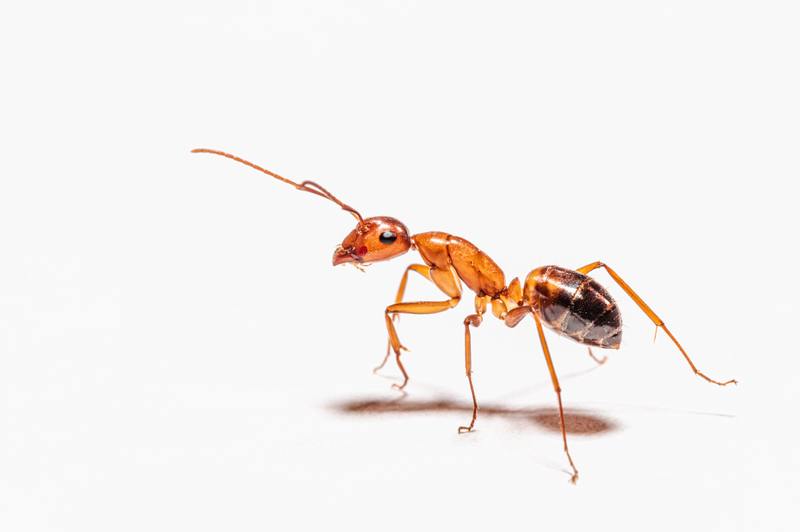Kolik stojí hubení škůdců pro mravence a 3 domácí řešení