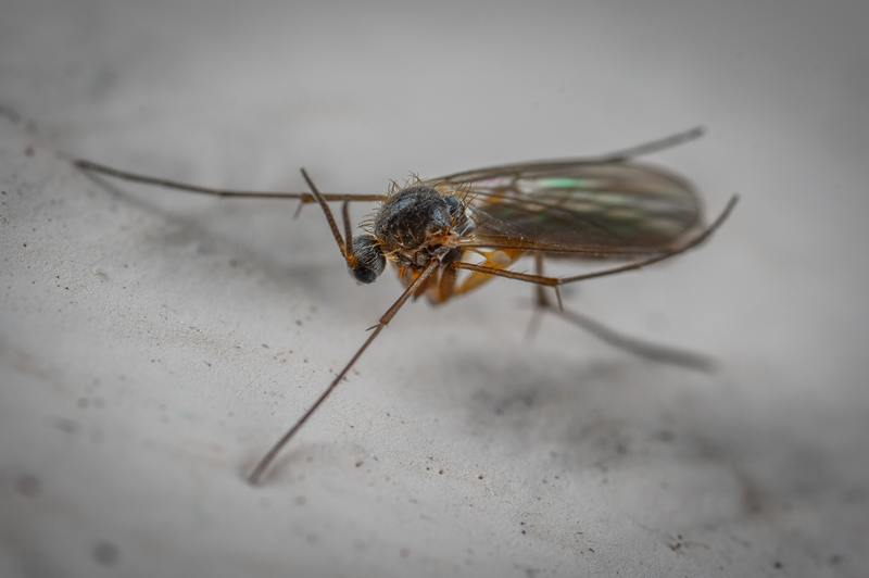 Může se hubení škůdců zbavit komárů? Úžasný proces v 5 krocích
