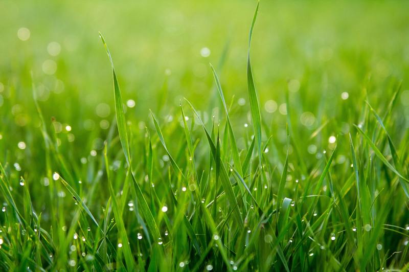 Péče o trávník 101: Jak snadno ošetřit padlí na trávě