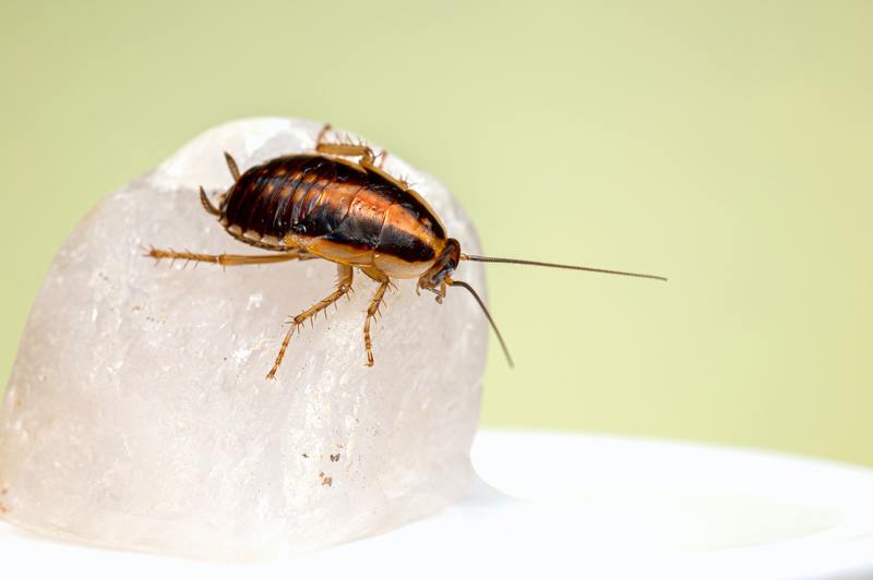 Zacházení se škůdci 101: Kolik je hubení švábů