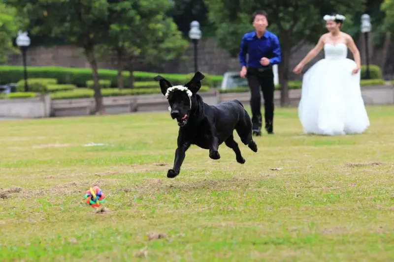Jak začlenit psa do svatby: 5 nejroztomilejších způsobů