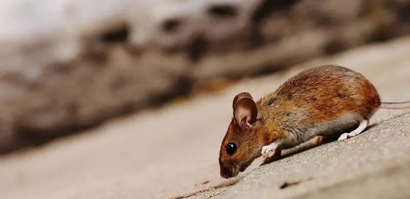 Myši v kamnech Jak se jich zbavit? 5 úžasných tipů!