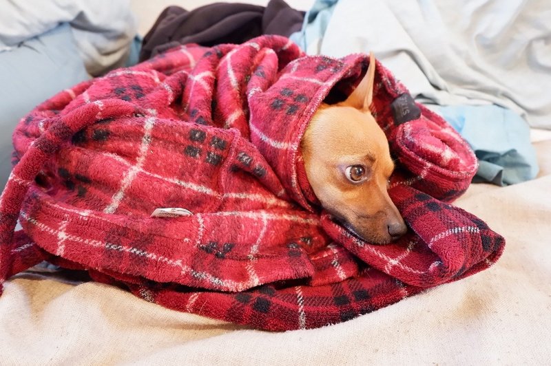 Údržba látky 101: Jak dostat psí pach z deky